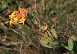 Image result for Gnidia kraussiana