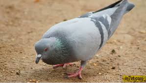 قناة مركز الشيخ ثامر بن . ØªÙØ³ÙŠØ± Ø­Ù„Ù… Ø§Ù„Ø­Ù…Ø§Ù… Ù…ÙˆÙ‚Ø¹ Ù… Ø­ÙŠØ·