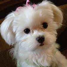 beautiful maltese girl chien bichon chiens de nounours bichon maltais