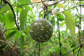 Image result for Lagenaria sphaerica