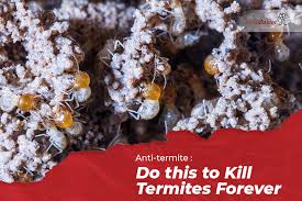 Exterminators know how to kill termites the best but it doesn't hurt you to understand the process even if you hire a professional. Anti Termite Do This To Kill Termites Forever Pestmaster