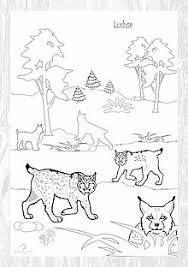 Viele tiere ausmalbild malvorlage tiere. Wildpark Mv Kreativecke