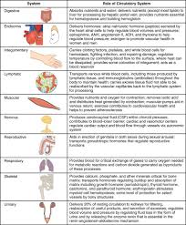 Organ System Overview Worksheet Circulatory System Overview Anatomy Body Charts Body Systems Worksheets Circulatory System Body Systems
