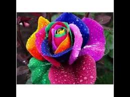 Gul Tohumu Cimlendirme Youtube Egzotik Cicekler Cicek Aranjmanlari Orkideler