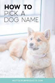 How to name your dog. How To Pick A Dog Name That Perfectly Describes Your Pup