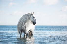 Pferd Am Meer Horse At The Beach Pferde Fotografie Pferdefotografie Pferd