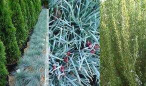 We did not find results for: Silver Leaf Plants For Sale Online Uk