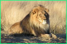 Flora dan fauna negara mesir manfaat khasiats flora dan fauna negara mesir posted 29 july 2019 4 55 berikut ini beberapa fauna negara mesir dan informasi yang membahas mengenai flora dan serta artikel lain yang berhubungan dengan topik tersebut di manfaat org. 16 Kliping Tentang Flora Dan Fauna Langka Di Indonesia