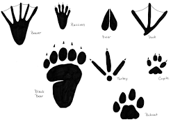 Inspect Animal Tracks Activity Education Com Animal Tracks Animal Footprints North American Animals