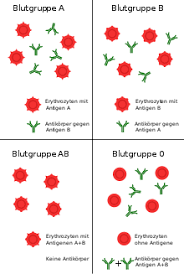 Die oberflächen unterscheiden sich durch verschiedene glykolipide oder proteine. Blutgruppe Wikipedia