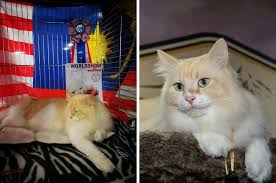 Kelab kucing malaysia mengucapkan ribuan terima kasih kepada ajk kkm , ahli2 kkm, semua ahli ahli kelab pecinta haiwan, kraftangan malaysia dan staff. Dua Kucing Ini Harumkan Malaysia Tewaskan 40 Negara News Rojak Daily