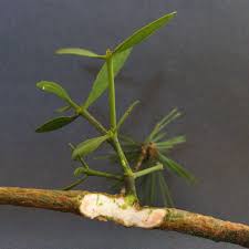 Image result for Viscum