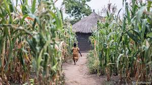 Timau in mt kenya, ngong forest, masaai mara and. The Underground Revolution Better Seeds Could Help African Farmers Grow Far More Middle East Africa The Economist