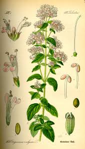 Image result for Origanum