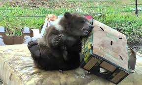 Check spelling or type a new query. Bella The Bear Sheds Light On Grizzly Problem The Wakefield Chieftain