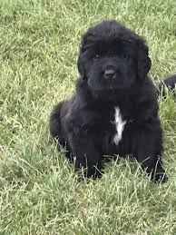 View the complete puppy profile for more information. Newfoundland Puppies In Davison Michigan For Sale Newfoundlanddog Newfoundlandpuppies Puppy Newfoundland Puppies Puppies Puppies For Sale