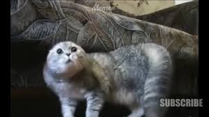 Cats is a feature film adaptation of the musical of the same name, based on old possum's book of practical cats by t s eliot. Top 30 Best Memes 2019 Gifs Find The Best Gif On Gfycat