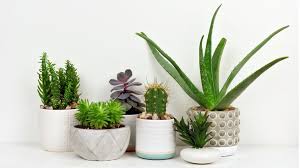 Most of them are easy to grow and good for beginners. Are Your Houseplants Bad For The Environment Bbc News