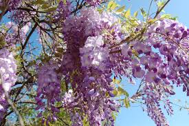 La succursale con grappolo viola fiore e foglie di albero di glicine e giallo kerria japonica in primavera nel giardino sofia bulgaria foto stock alamy questa collana a grappolo viola con fiori è fatta di argilla polimerica. Il Glicine Pianta Incantevole Con Spettacolari Fioriture