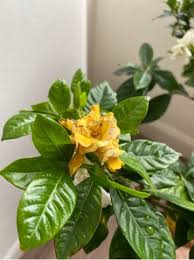 Image result for Gardenia subacaulis