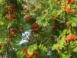 The american cranberry is widely cultivated in the united states, canada, and chile, where in 2017. Coffee Trees For Canada Green Barn Farm