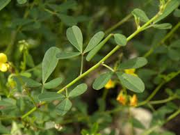 Image result for Crotalaria reptans- intermediates with pisicarpa