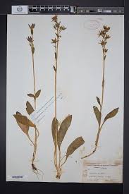 Image result for Swertia eminii