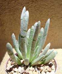 Image result for Senecio aetfatensis