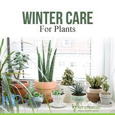 Extensive array of colorful and seasonal plants for your projects. How To Take Care Of Plants In Winter Guide To Winter Care For Plants Ferns N Petals
