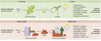 modelling carbon sources and sinks in