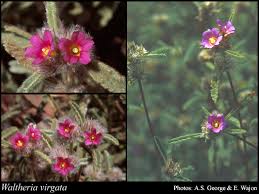 Image result for Waltheria