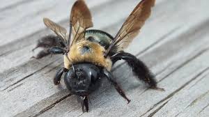 If you go on killing all types of bees, the pollination process will disturb. Do Carpenter Bees Sting The Infinite Spider