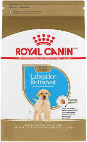 En f1 labrador kan godt afvige i forhold til racestandardens klassiske udseende. Amazon Com Royal Canin Labrador Retriever Puppy Breed Specific Dry Dog Food 30 Lb Bag Pet Supplies