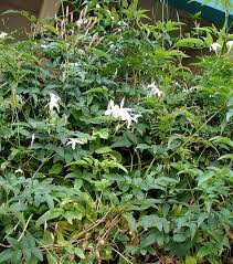 Image result for Jasminum