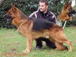 Alcuni uomini catturarono dei cani selvatici fondatore della razza pastore tedesco. Dea Di Casa Nobili Progeny 2010 The Females By Eduardo Duran Haedo Youtube