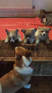 Pembroke welsh corgi puppies for sale in minnesota! Pembroke Welsh Corgi Puppies For Sale For Sale In Rochester New York Classified Americanlisted Com