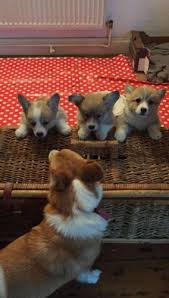 Check spelling or type a new query. Pembroke Welsh Corgi Puppies For Sale For Sale In Rochester New York Classified Americanlisted Com