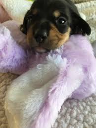 Check spelling or type a new query. Dachshund Puppies For Sale Alpine Ca 189458 Petzlover
