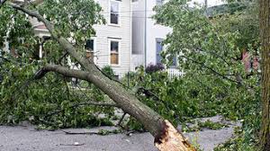 Maybe you would like to learn more about one of these? Best 15 Tree Trimming Removal Services In Plain City Oh Houzz
