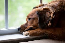 Dogs may become withdrawn, exhibit low activity levels, lose interest in the things they once enjoyed, and change their eating and/or sleeping habits. Dog Depression 5 Warning Signs How You Can Help Them