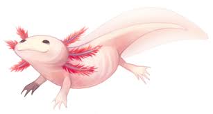 Here is my favorite part of this tutorial. Axolotl Drawing Album On Imgur