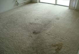 How Do I Get Rid Of Carpet Mold