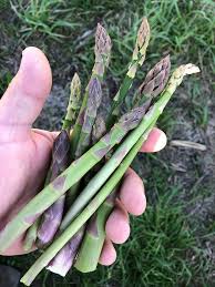 We did not find results for: Now Is The Time For Foraging Around Chicago Outdoors For Morel Mushrooms Ramps And Wild Asparagus Chicago Sun Times