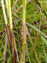 Image result for Eleocharis dulcis