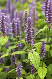 Maybe you would like to learn more about one of these? How To Grow Anise Hyssop Gardener S Path