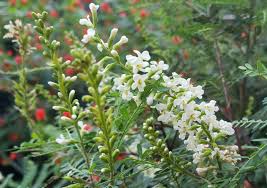 Image result for Euphorbia eylesii