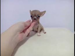 Interested in finding out more about the all puppy pricing, availability and descriptions are believed to be accurate, but we do not warrant highly recommended. Nikki Micro Teacup Chihuahua Puppy For Sale Teacup Chihuahua Puppies Chihuahua Puppies Chihuahua Puppies For Sale