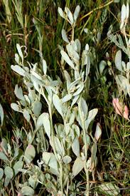 Image result for Kyphocarpa angustifolia