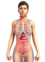 Download internal organ images and photos. Female Ribs And Body Organs Photograph By Pixologicstudio Science Photo Library