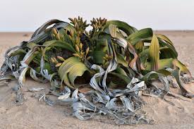 Image result for Arthraerua leubnitziae